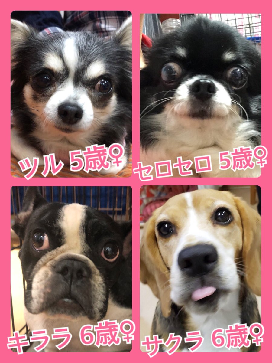 🐾今日の里親様募集中ワンコ🐶メンバーです🐾2019,11,13